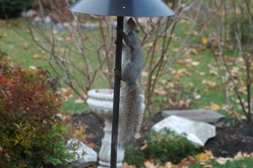 Picture squirrel on bird feeder